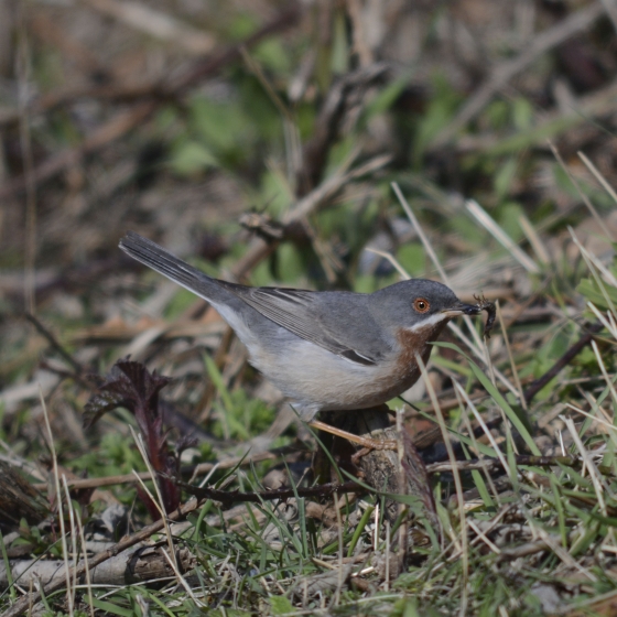 Eastern Subalpine Warbler, Scott Mayson