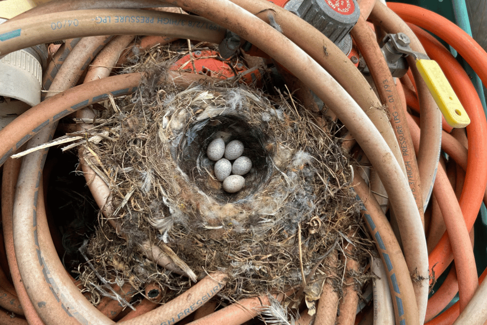 A photograph of five Pied Wagtail eggs in a nest that has been built in the centre of a coiled hosepipe.