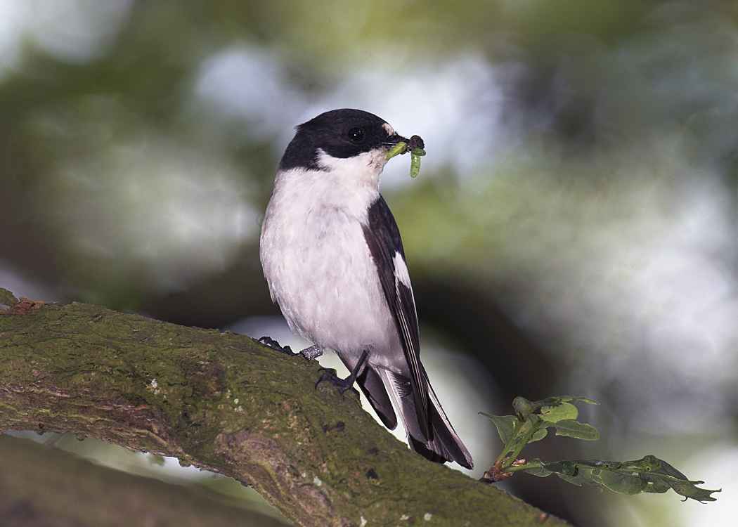 Pied Flycatcher with caterpillar in its beak by John Harding