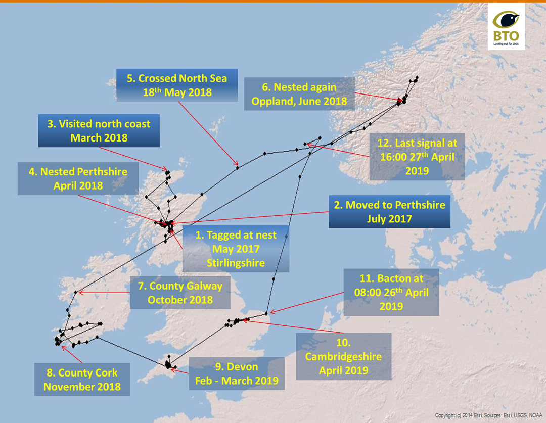 Route map of female Short-eared Owl tagged in Stirling, Scotland Route map of female Short-eared Owl tagged in Stirling, Scotland