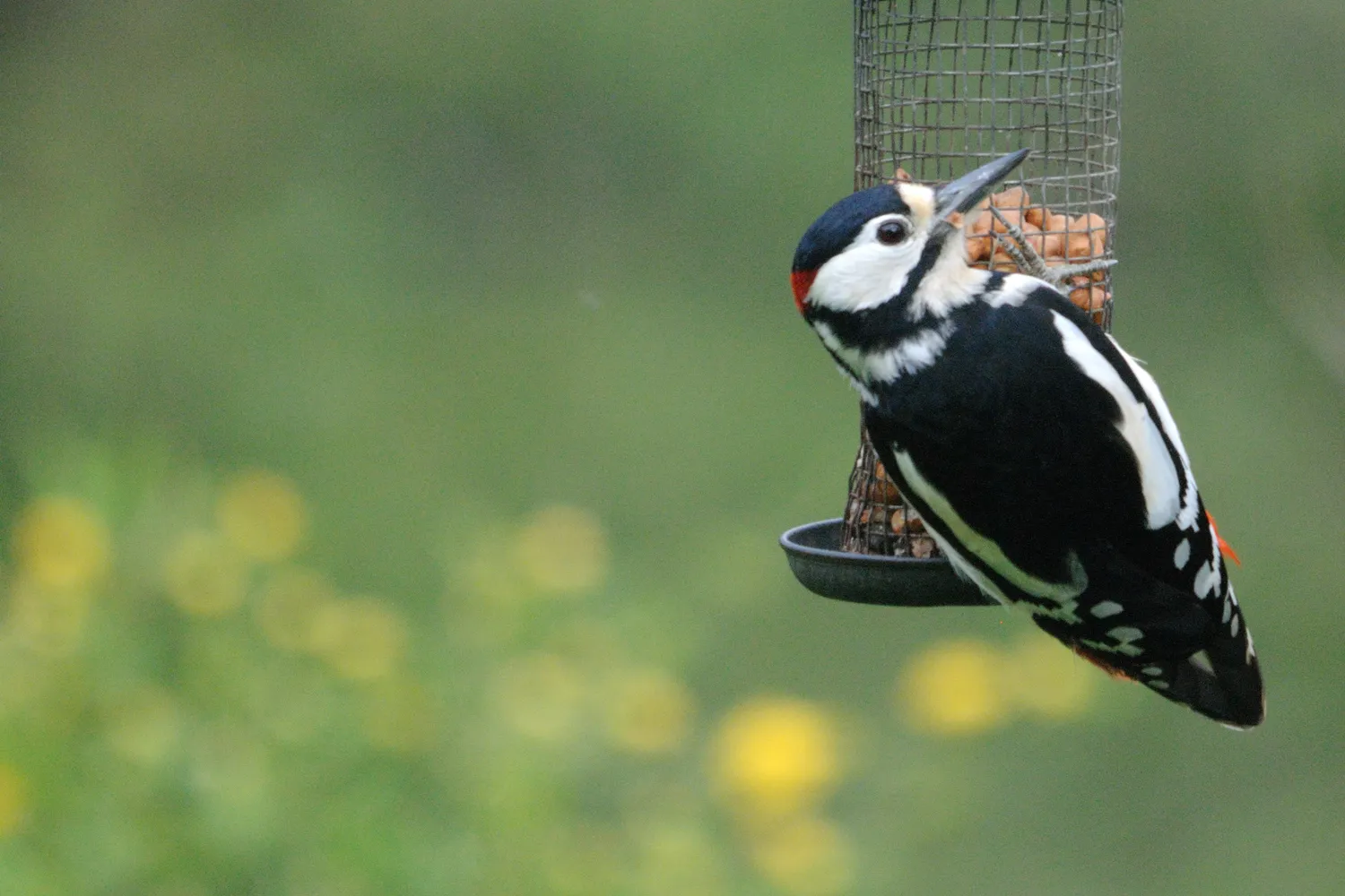 Great Spotted Woodpecker, by Amy Lewis / BTO