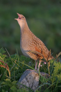 Corncrake by Jill Pakenham