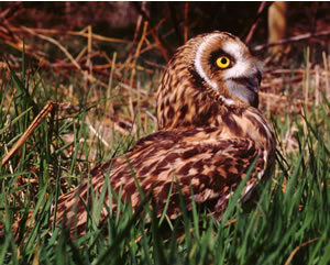 Short-eared Owl by Edward Charles Photography Short-eared Owl by Edward Charles Photography